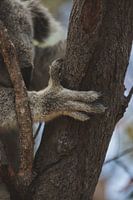 Les koalas de l'île magnétique : une expérience australienne emblématique