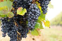 Wochenende 25-jährige Ehe, Brauneberg