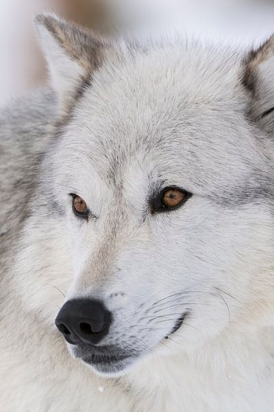 Wolfsaugen... Wolf *Canis lupus* par wunderbare Erde