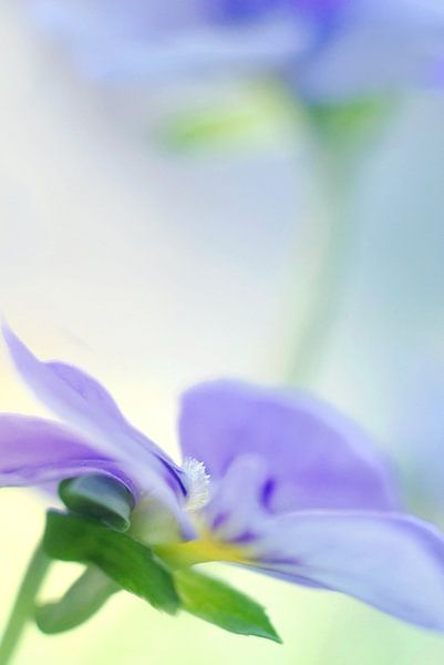 Pensée des bois par Marlies Prieckaerts