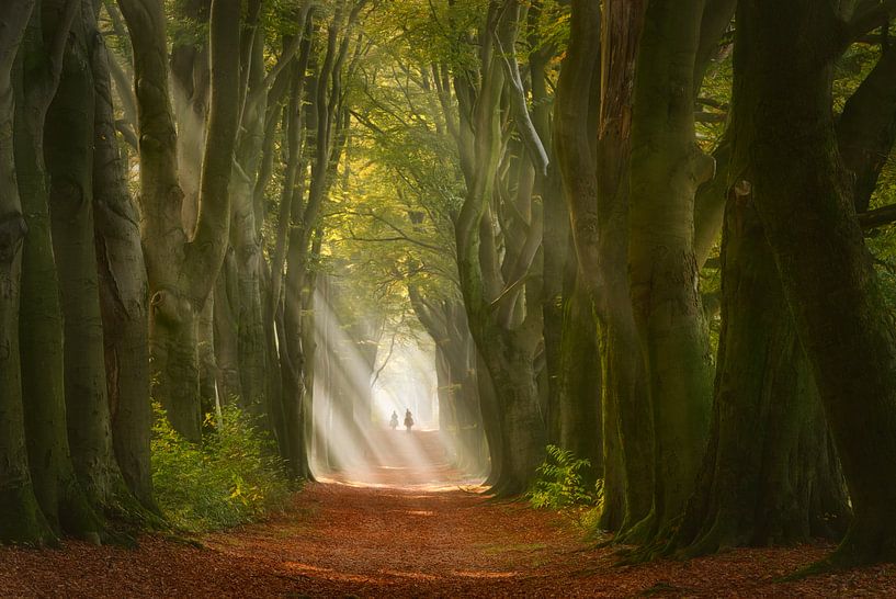 Light Riders by Ellen Borggreve