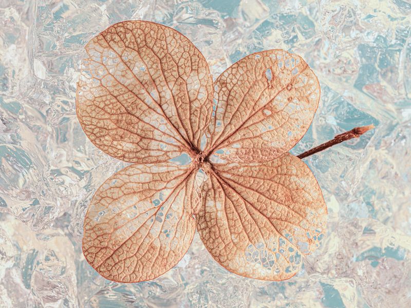 Une feuille d'hortensia en hiver par Marjolijn van den Berg