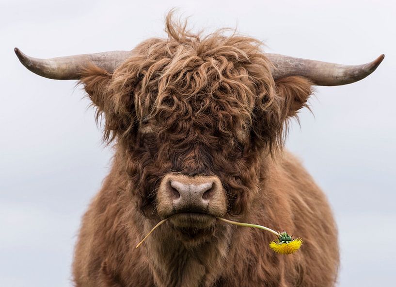 Scottish Highlander with dandelion by Ans Bastiaanssen
