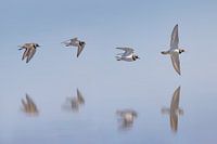 Bontbekplevier; Common Ringed Plover; Charadrius hiaticula