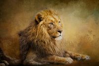 Magnifique lion
