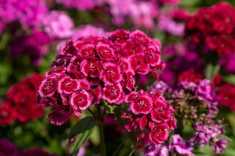 Duizendschoon by Bram van Broekhoven