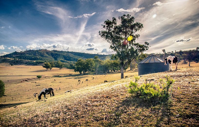 Ozzy Horse Farm near Bingara by Sven Wildschut
