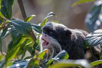 Eine süße kaiserliche Tamarin