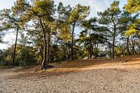 Loonse und Drunense Dünen in Herbsttönen