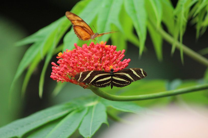 vlinder von Claas-Jan Jager