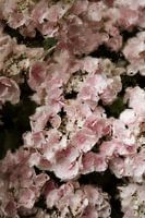 Pink flowers in oil paint