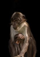 White-crowned Manga Bey with young