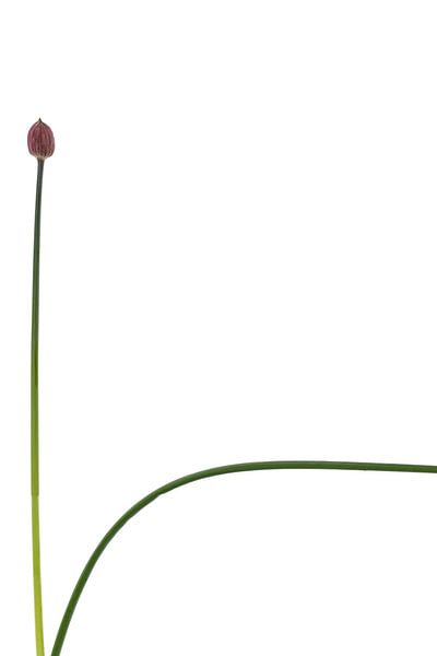 Ciboulette par Anneliese Grünwald-Märkl