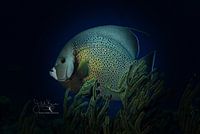 Grijze zee-egelvis, Bonaire