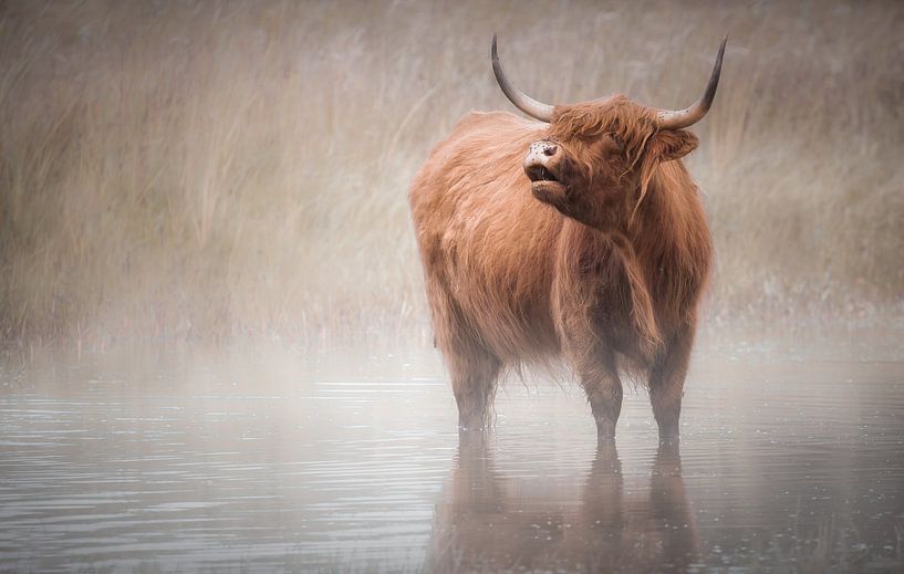 Schottischer Hochlandbewohner von Karel Ton