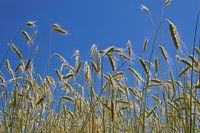 Graanveld met halmen en blauwe lucht