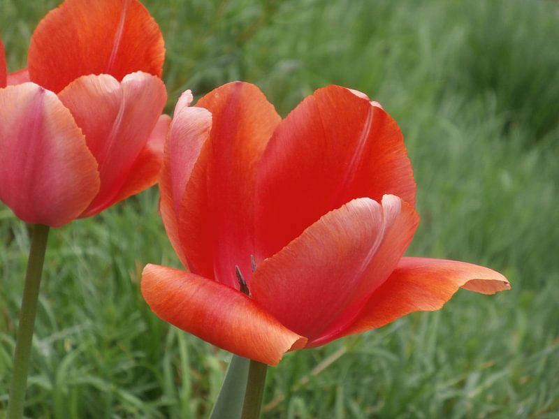 Simply Red par Jon Houkes