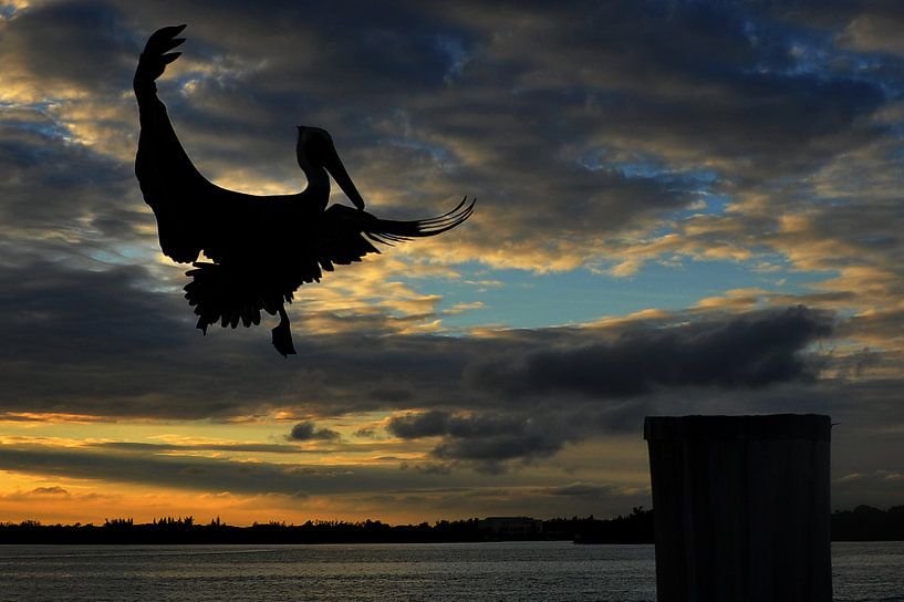 vliegende pelikaan. by Tilly Meijer