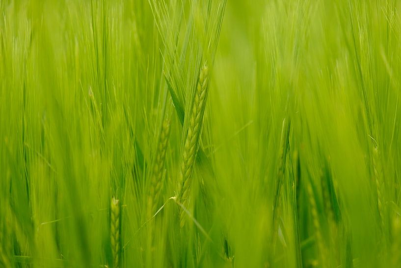 Grün von Arjen Roos