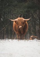 Schottischer Highlander im Schnee