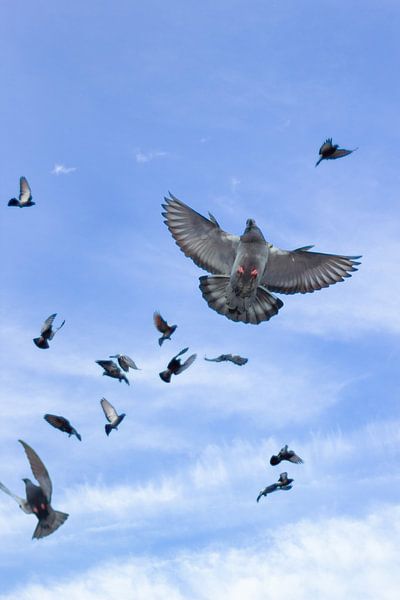 Pigeon gang by Kyranaomi