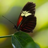 Papillon Passion Rouge