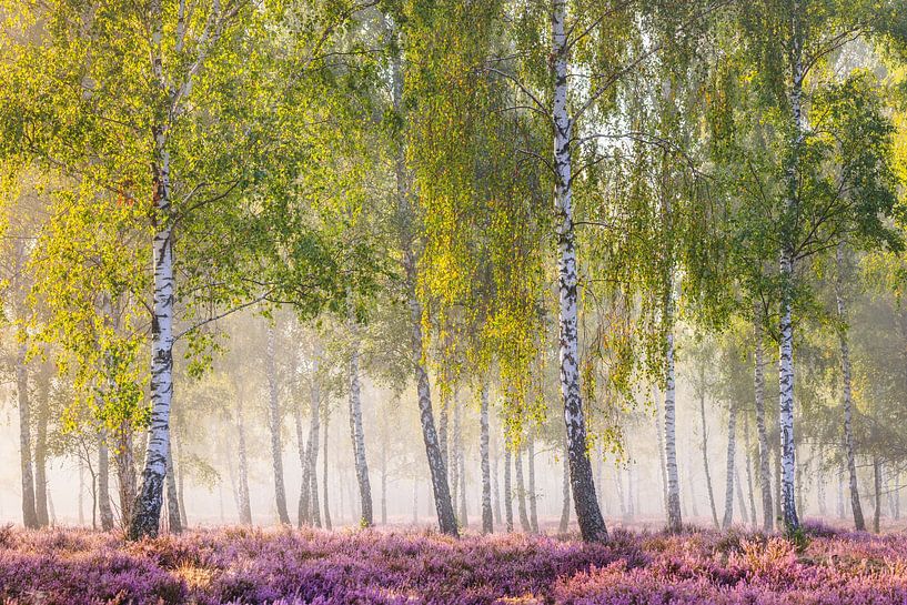 Matin de fin d'été dans le bosquet de bouleaux par Daniela Beyer