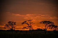 Sunrise Serengeti  National Park Tanzania