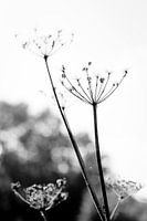 Fleur séchée dans la forêt de Beekberger en noir et blanc
