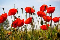 Zomer | Klaproos | Rood | Natuur | Bloesems