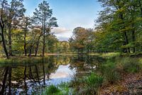Étang forestier dans les bois de Beetsterzwaag