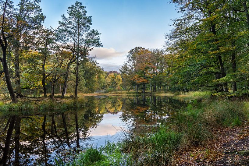 Étang forestier dans les bois de Beetsterzwaag par Goffe Jensma