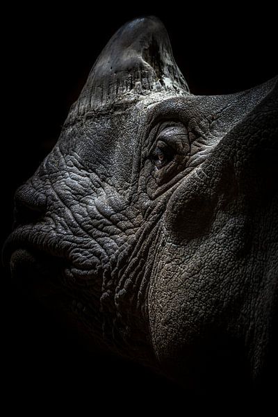 Indian rhinoceros by Joost Potma
