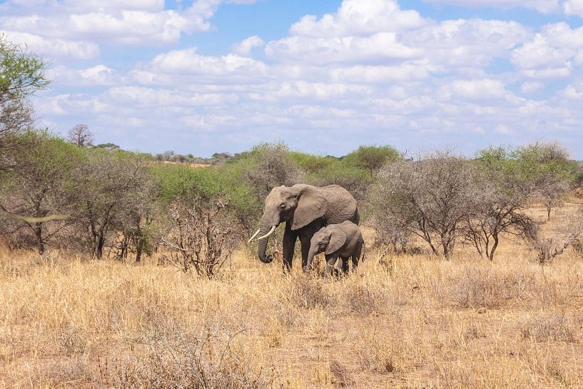 Elefant und Kleiner im Gras von Mickéle Godderis