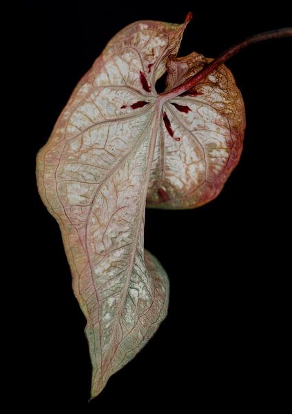Caladium von Karin Bakker Fotografie