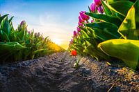 Dare to be different