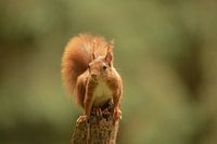 Eichhörnchen-Portrait
