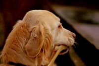 Leiter der Labrador Retriever (Hunderasse)