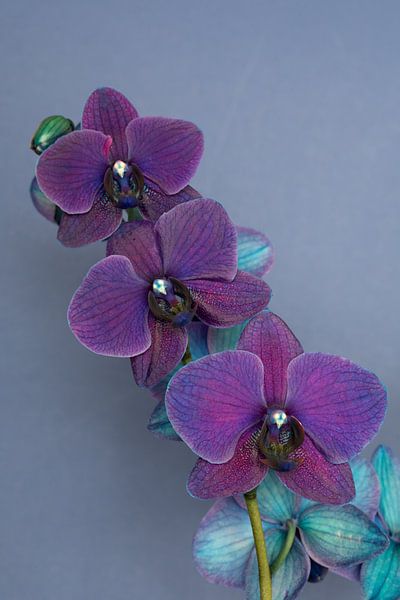 gros plan d'une orchidée violette sur fond bleu par W J Kok