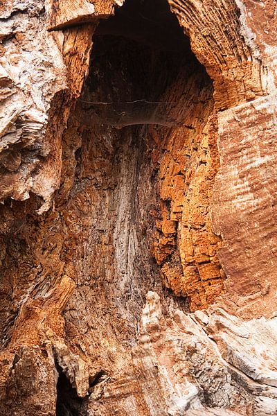 Abstract gezicht van de schors van een gespleten boom von PF Snel