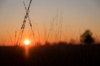 Zonsondergang onder het gras