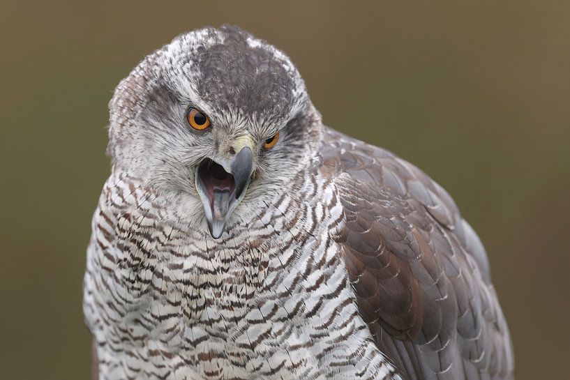 Habicht (Accipiter gentilis) von Ronald Pol