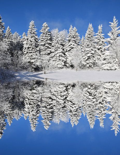 Der erste Schnee im Wald von Claude Laprise