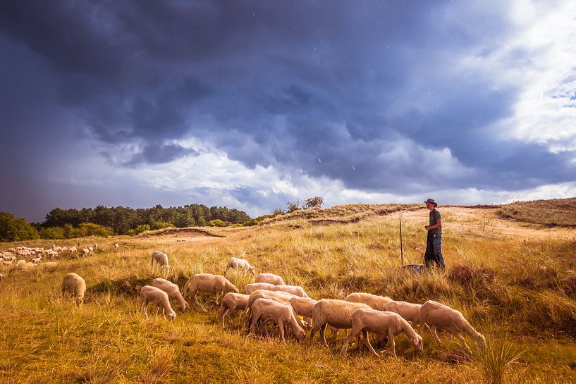 Schaapsherder von Tiny Dekker