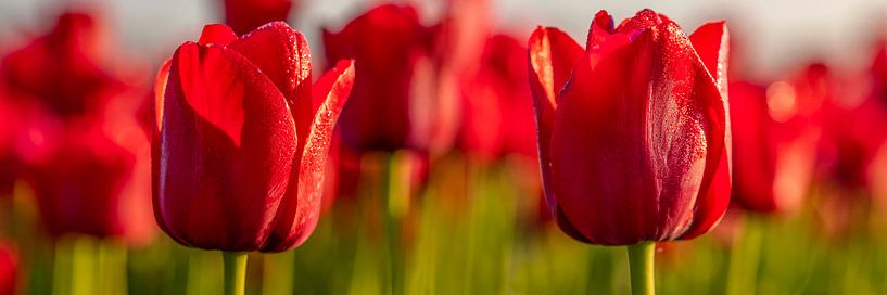 Tulips, red tulips in the Netherlands. by Gert Hilbink
