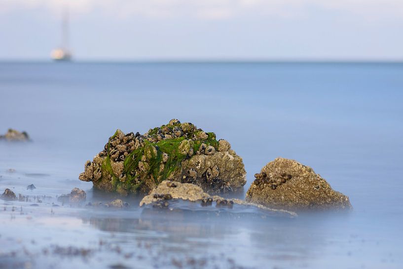 Zeewier groen 6 by Albert Wester Terschelling Photography