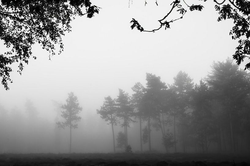 arbres noirs et blancs dans le brouillard par Tania Perneel