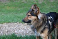 Dog 2 "What is this now?"