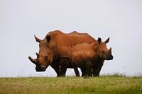Rhinoceros mother and child