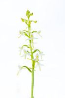 W i T  --  Welriekende nachtorchis 